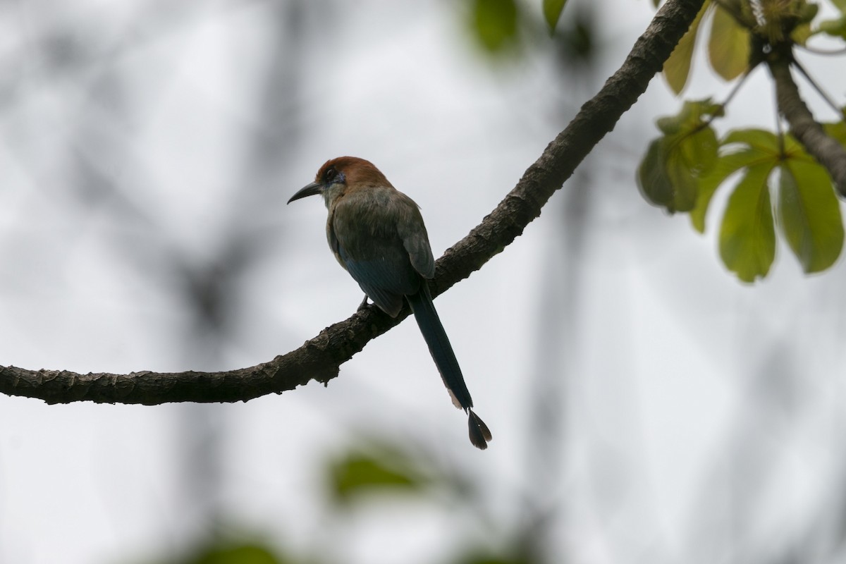 Russet-crowned Motmot - ML638211595