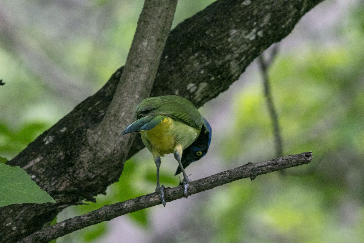 Green Jay - ML638211599