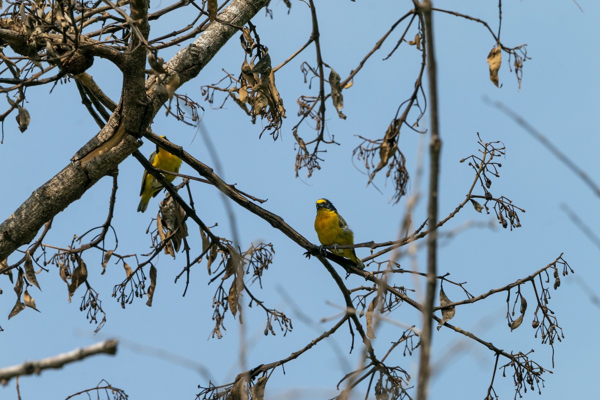 Yellow-throated Euphonia - ML638211603