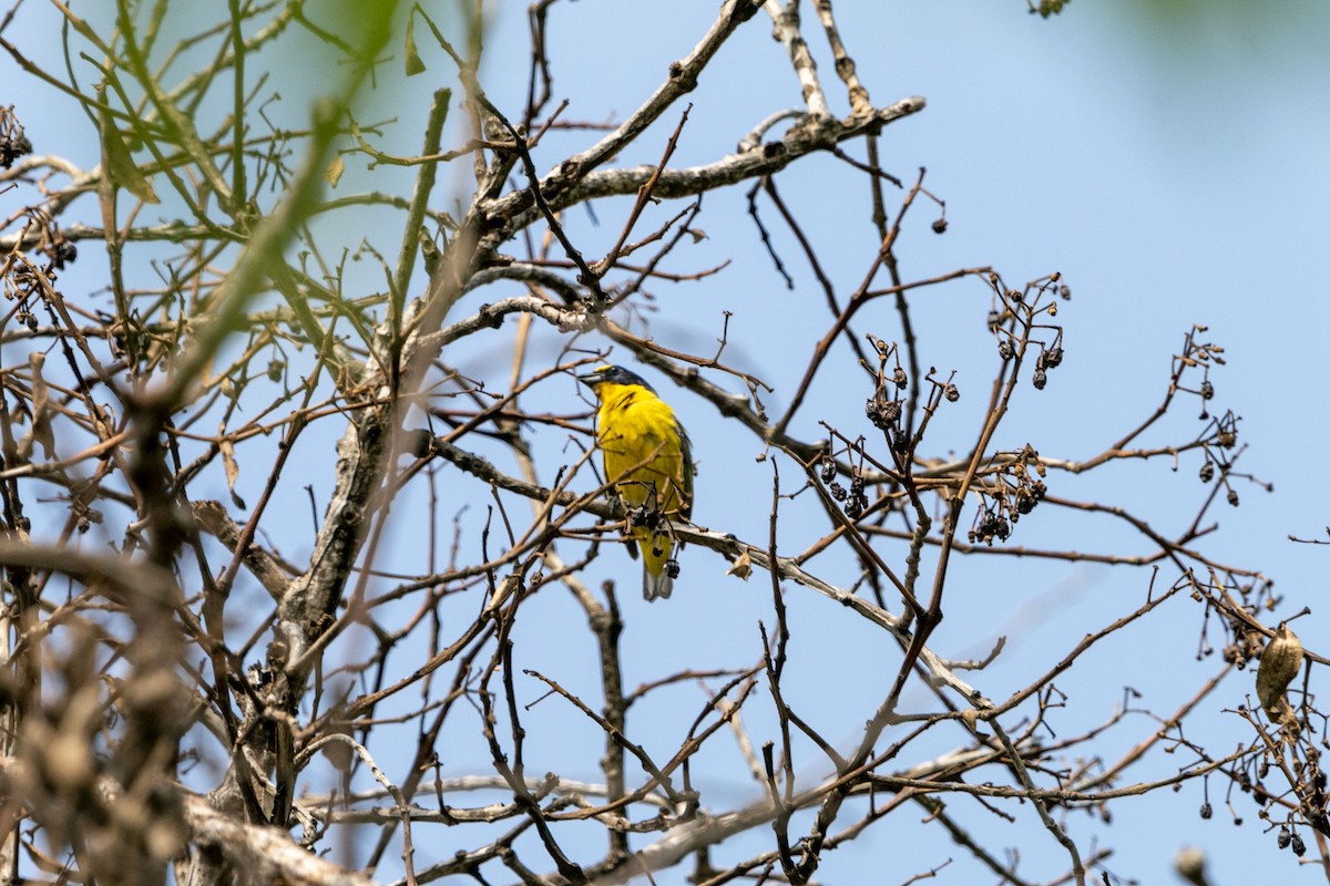 Yellow-throated Euphonia - ML638211604