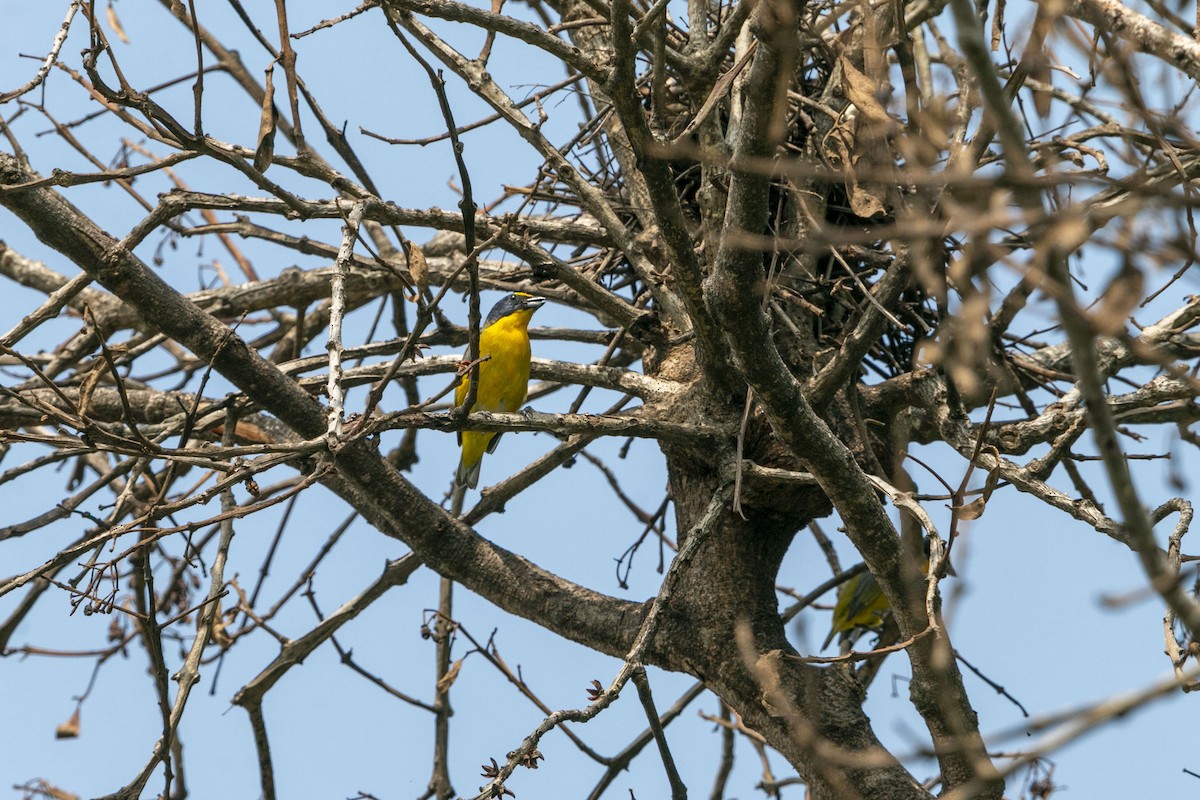 Yellow-throated Euphonia - ML638211606