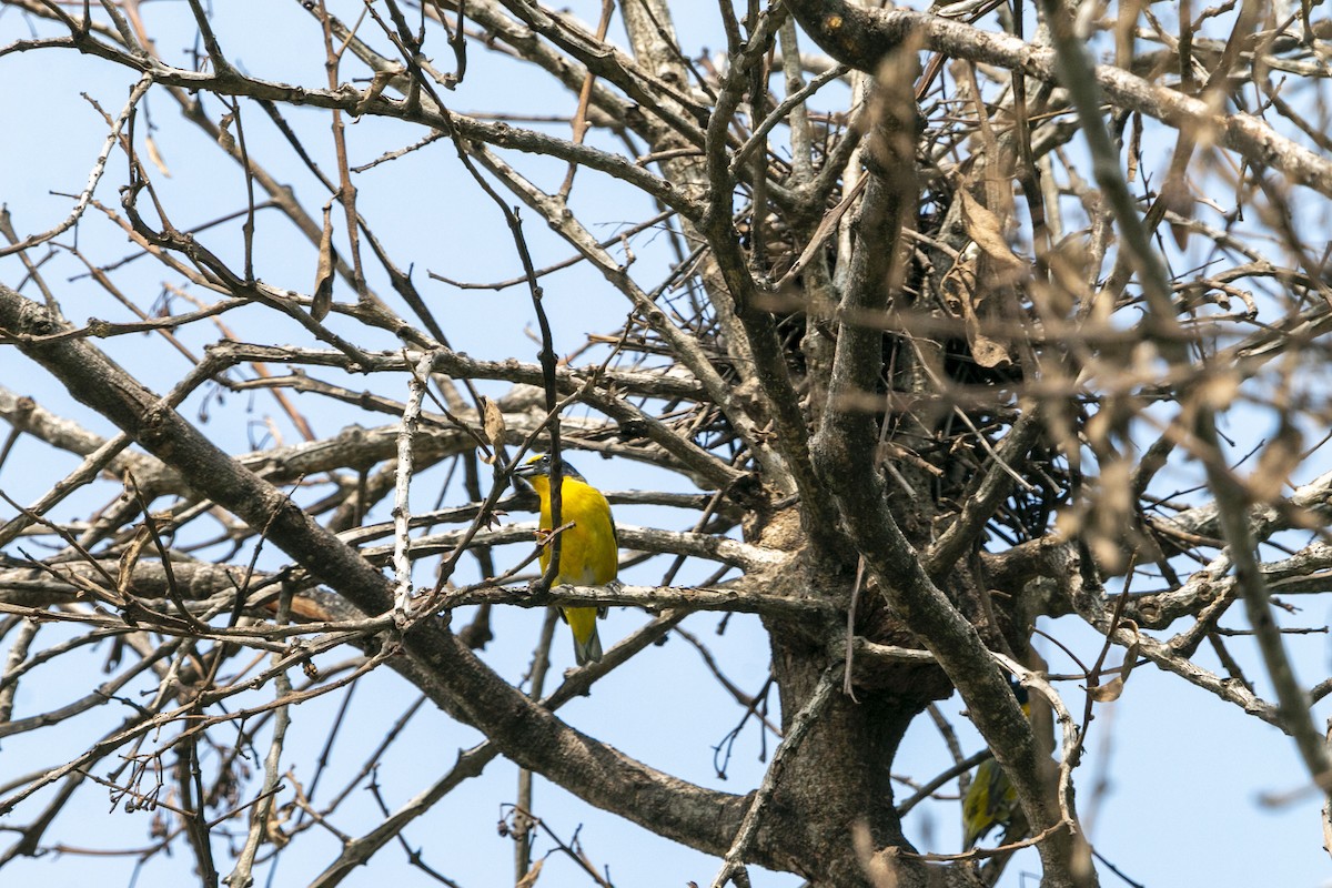 Yellow-throated Euphonia - ML638211607
