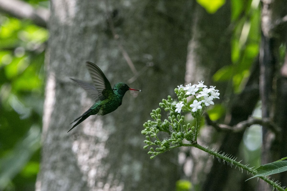 Canivet's Emerald - ML638211609