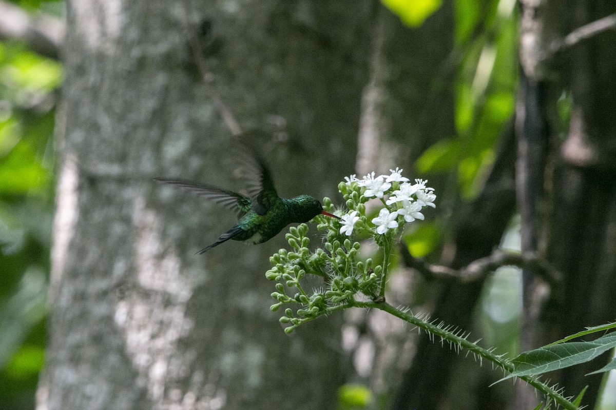Canivet's Emerald - ML638211610