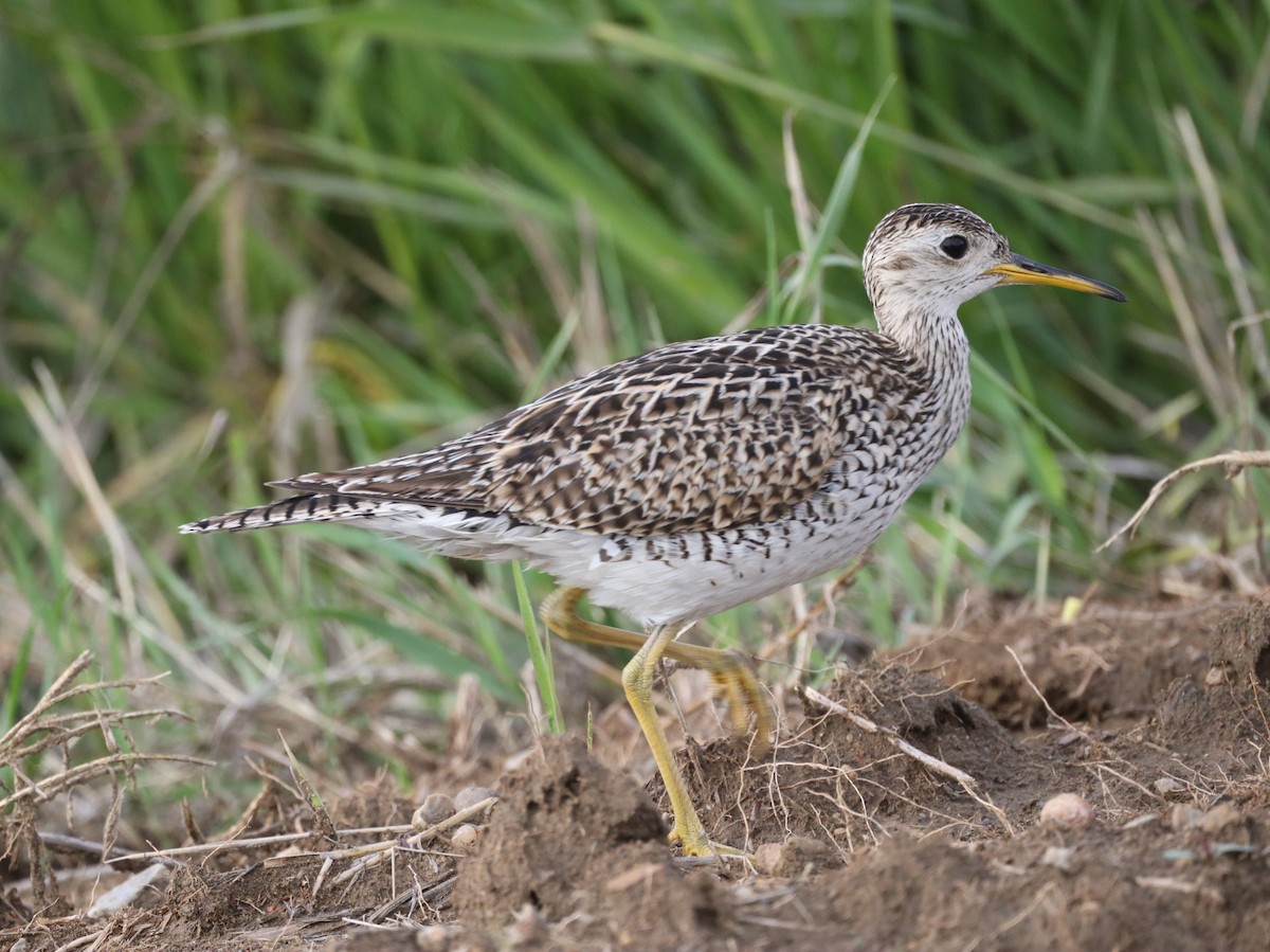 Upland Sandpiper - ML638211616