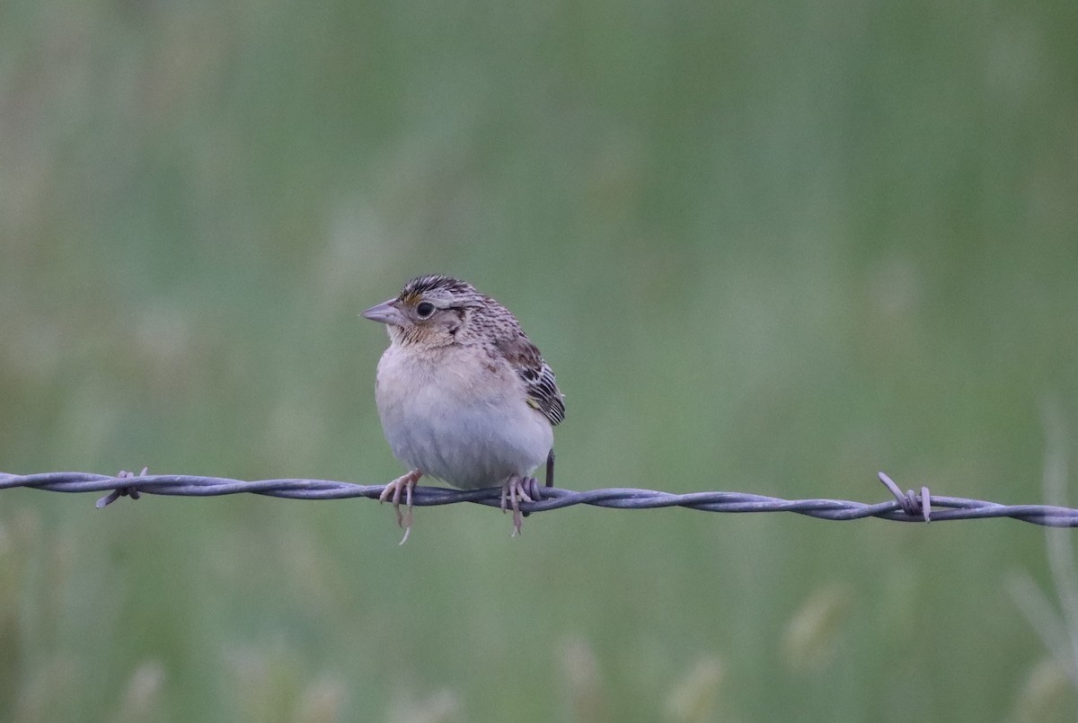 Grasshopper Sparrow - ML638211618