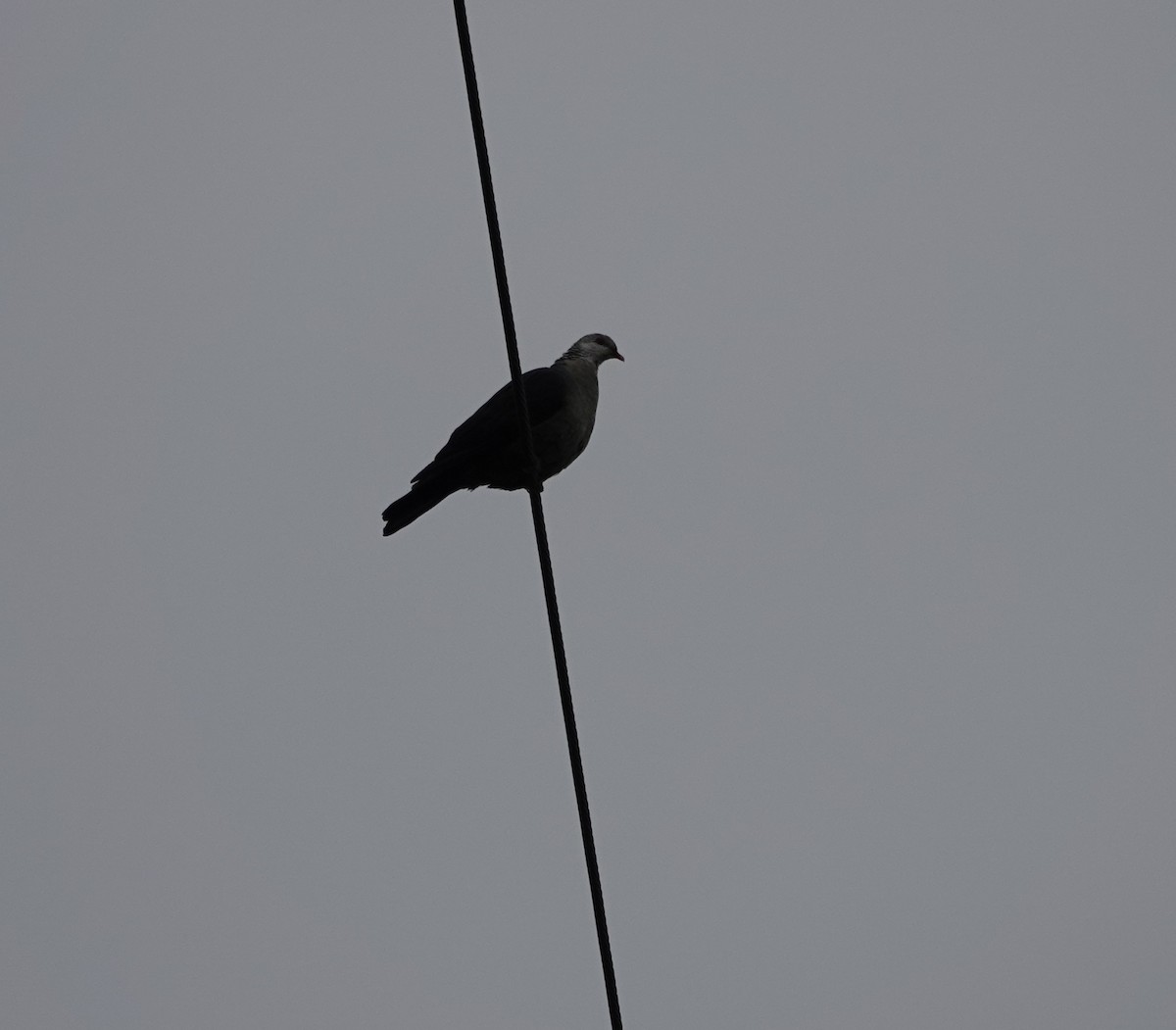 White-headed Pigeon - ML638211622