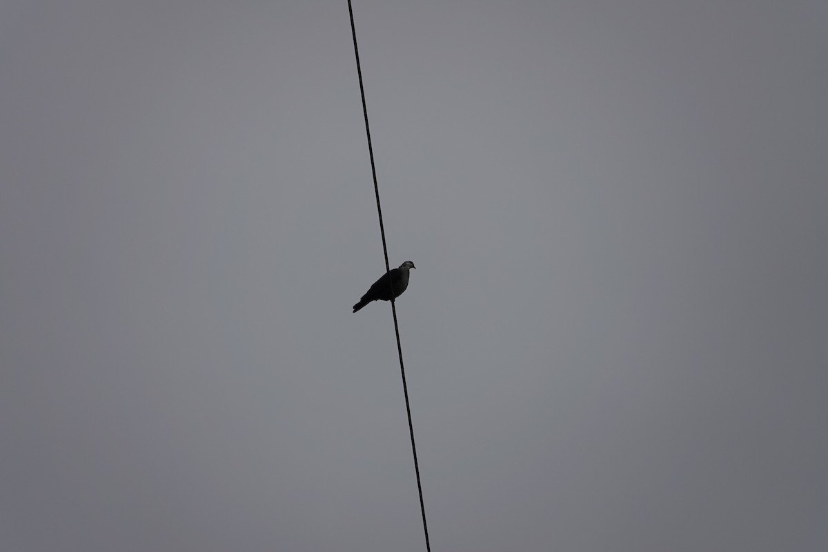 White-headed Pigeon - ML638211623
