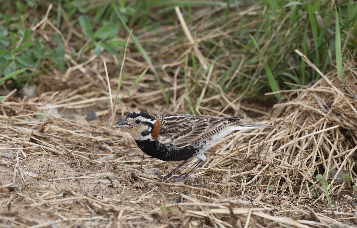 Chestnut-collared Longspur - ML638211625