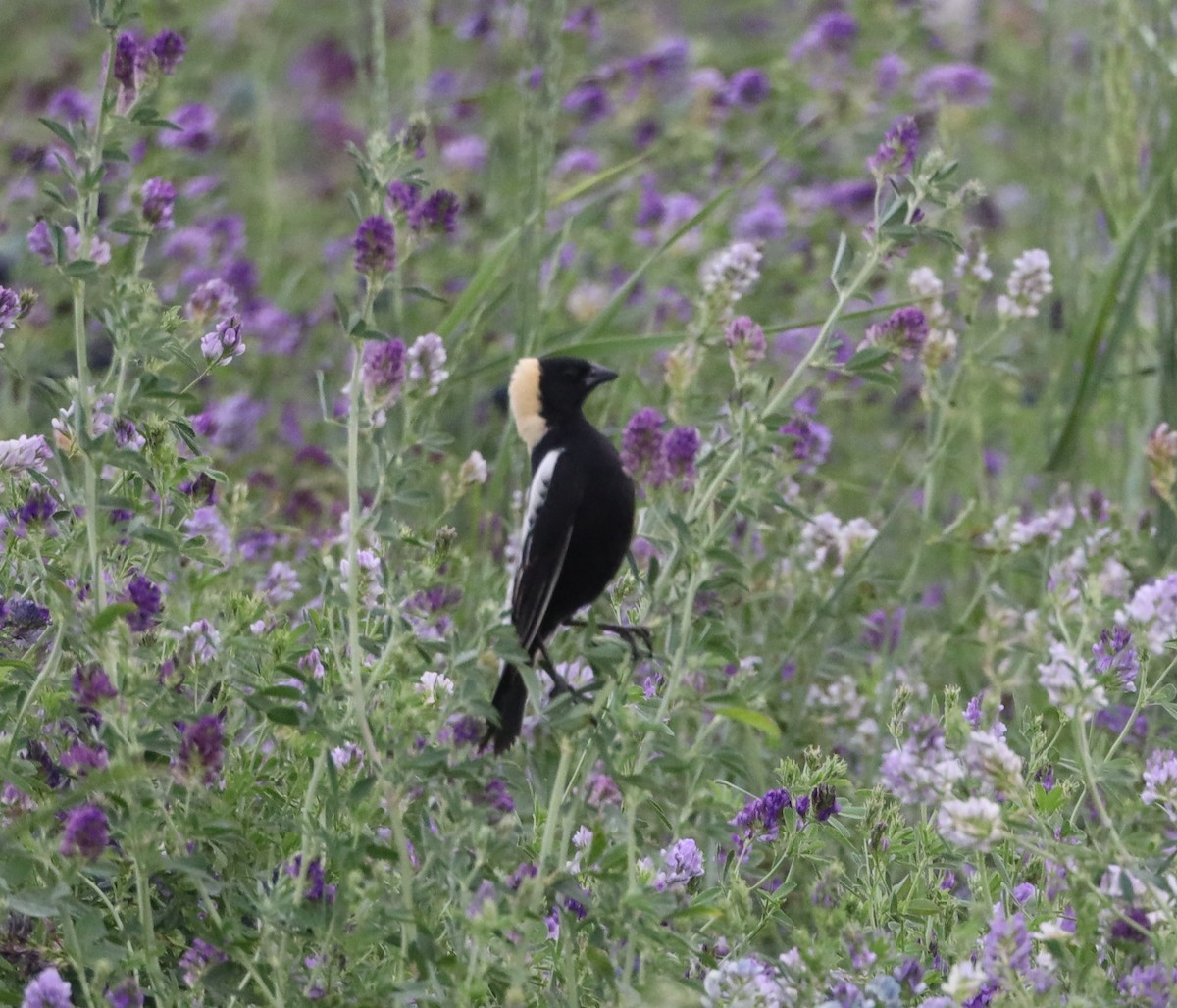 Bobolink - ML638211631
