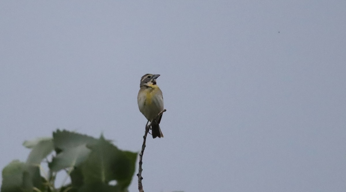 Dickcissel - ML638211638