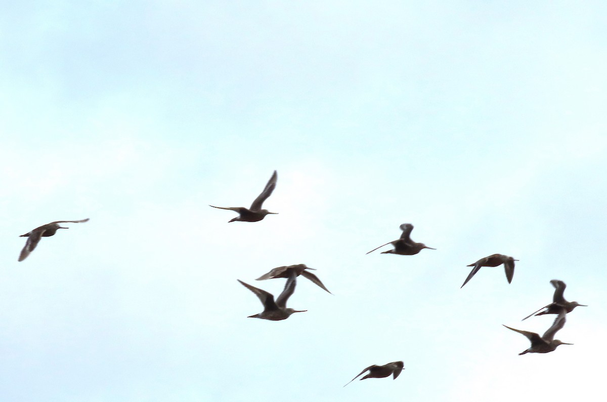 Hudsonian Godwit - ML638211669