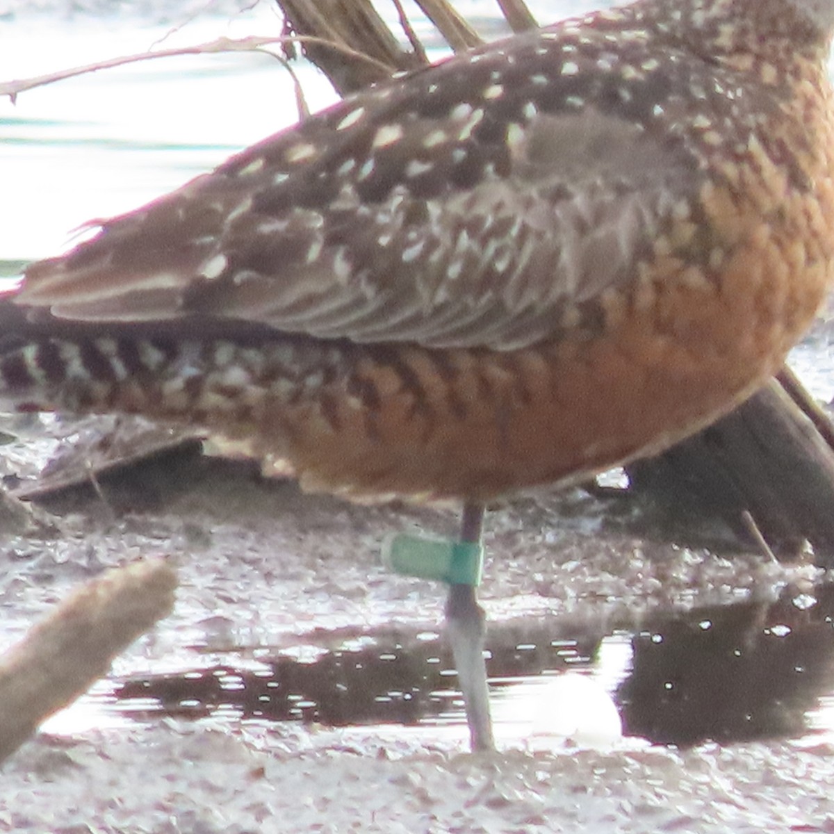 Hudsonian Godwit - ML638211676