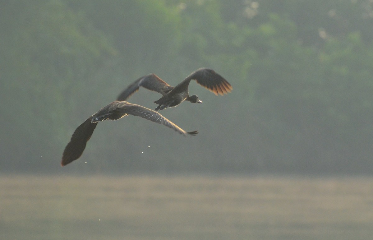 White-faced Whistling-Duck - ML638211683