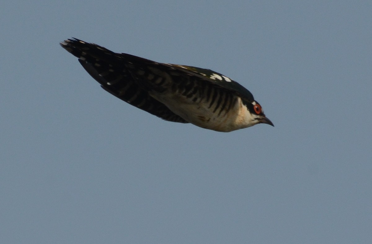 Dideric Cuckoo - ML638211686