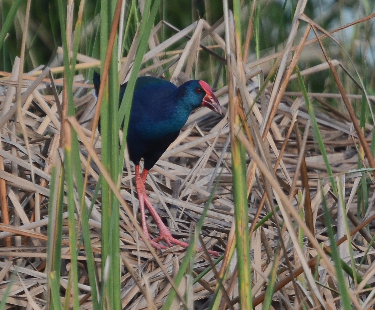 African Swamphen - ML638211689