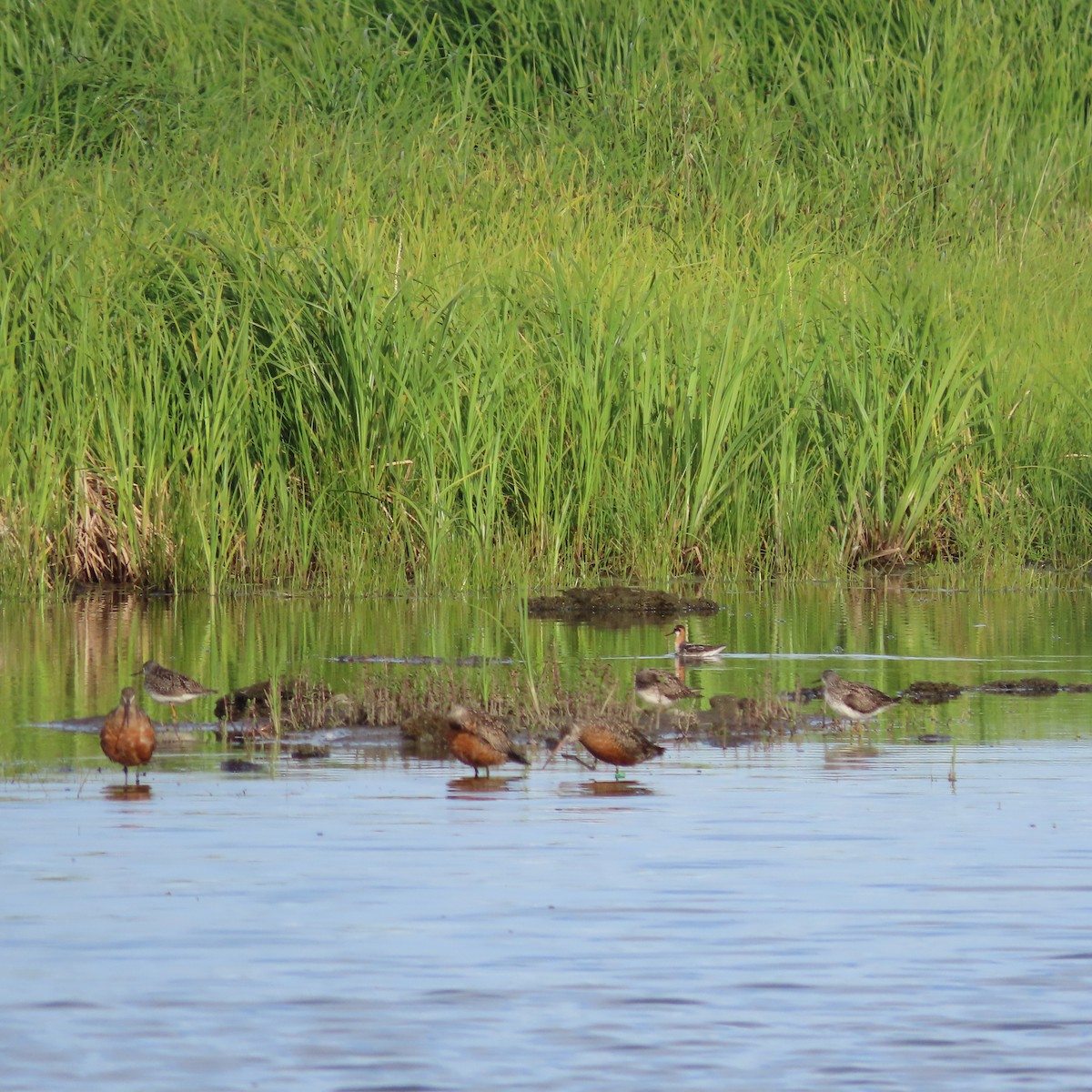 Red-necked Phalarope - ML638211693