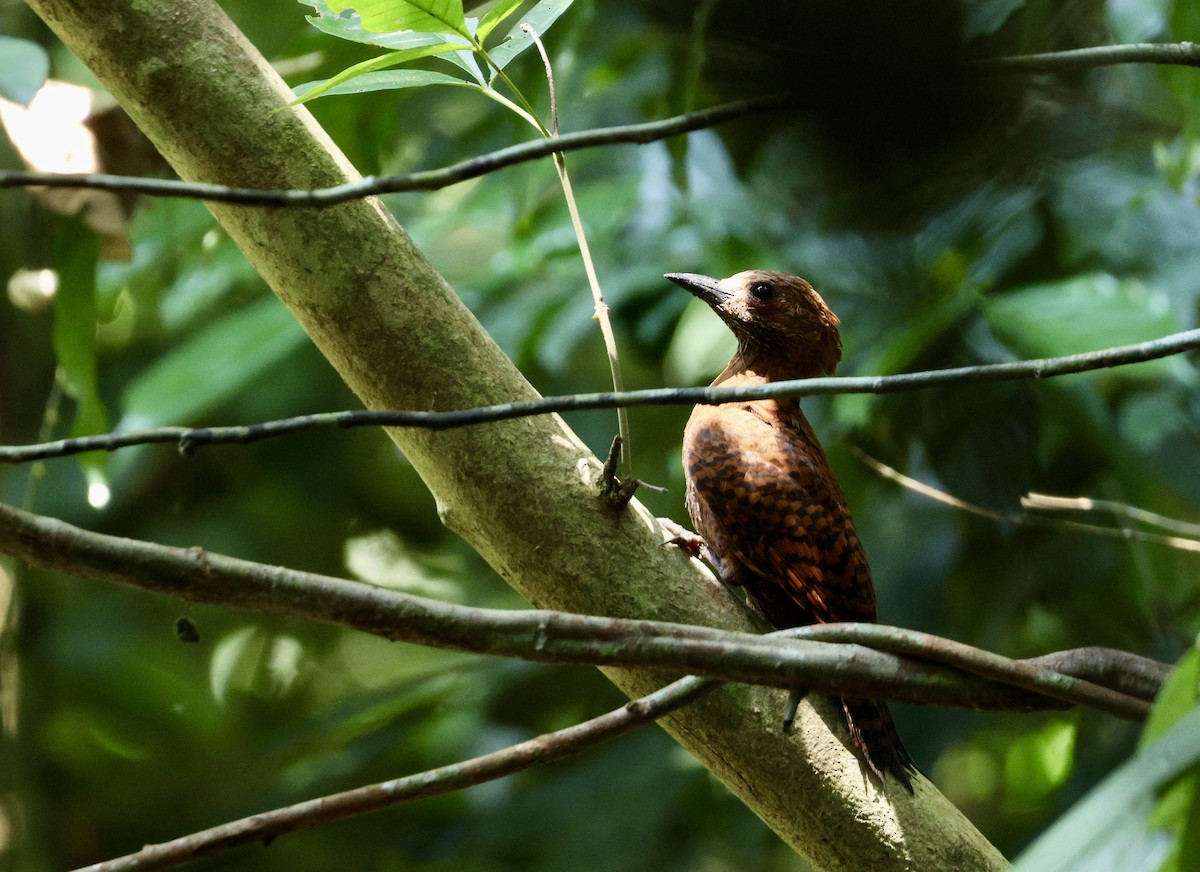 Rufous Woodpecker - ML638211717