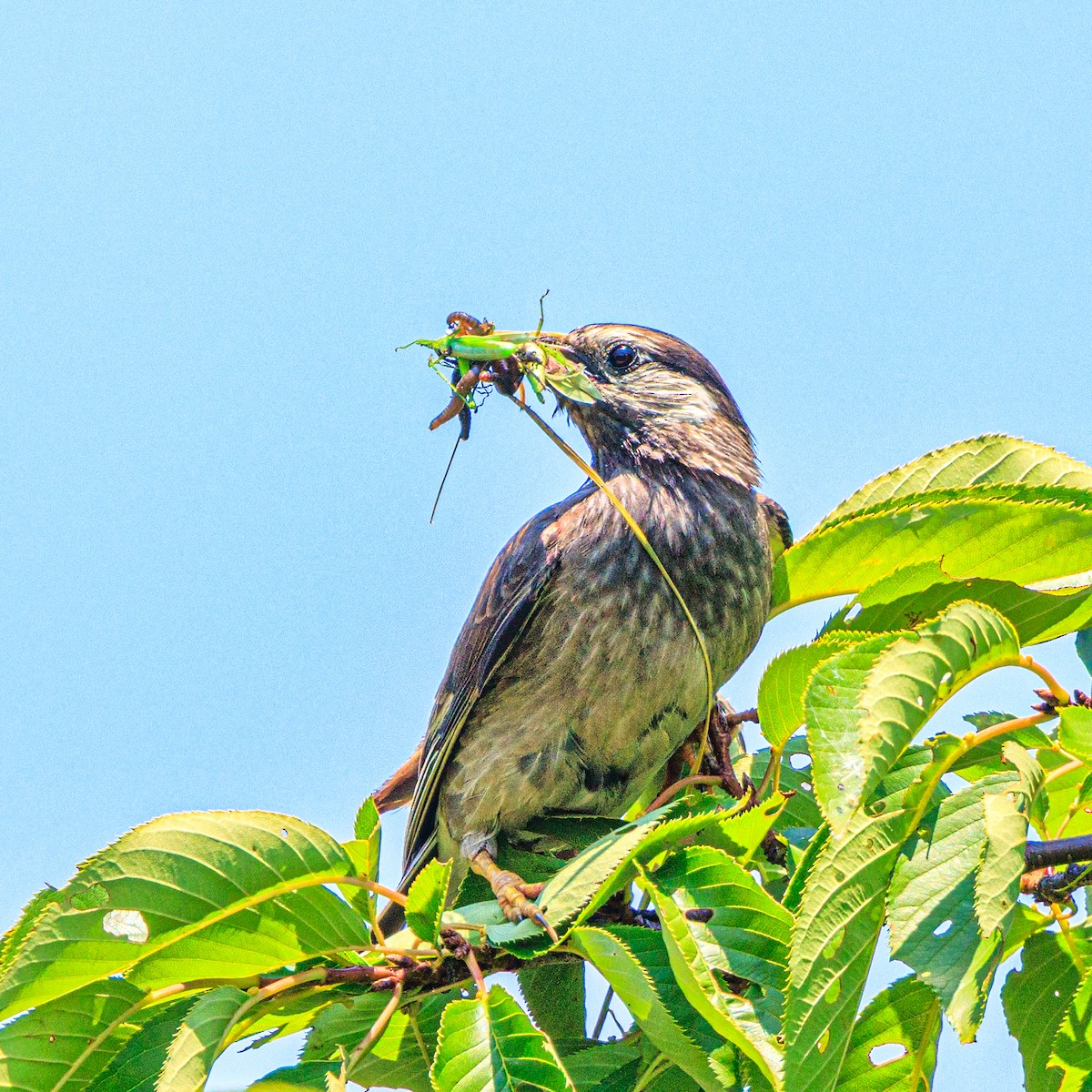 White-cheeked Starling - ML638211718