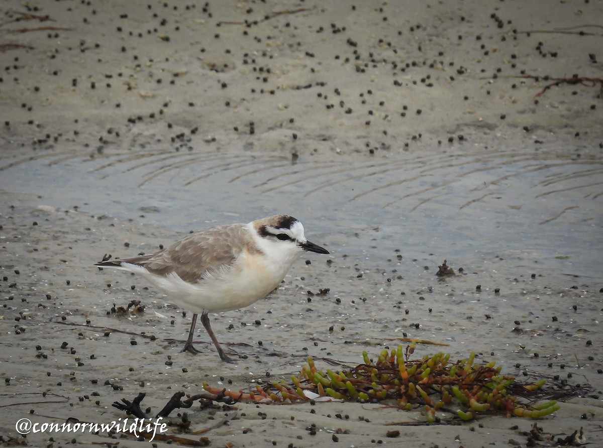 White-fronted Plover - ML638211741