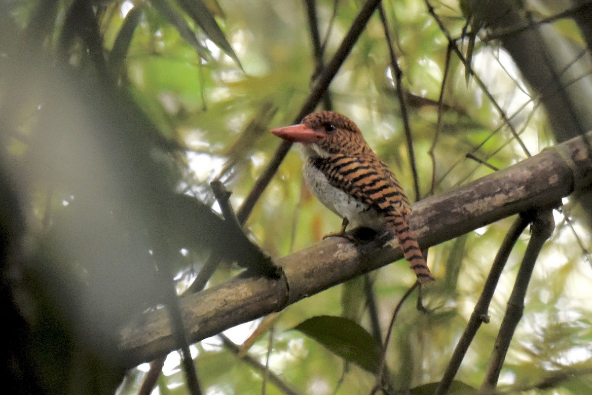 Banded Kingfisher - ML638211751