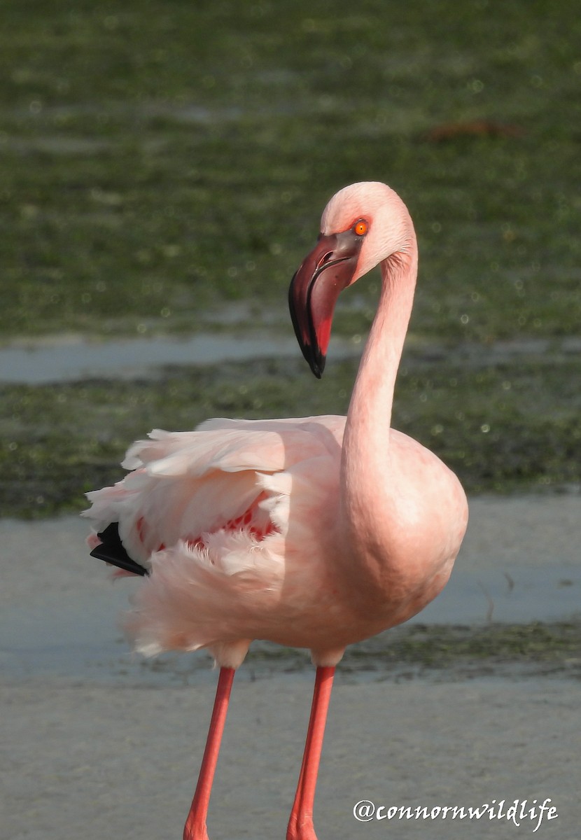 Lesser Flamingo - ML638211754