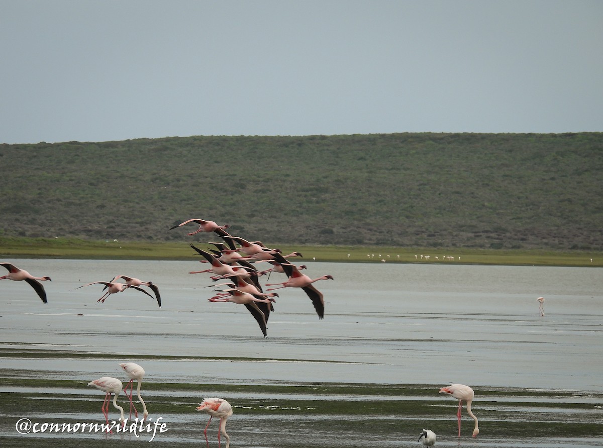 Lesser Flamingo - ML638211755