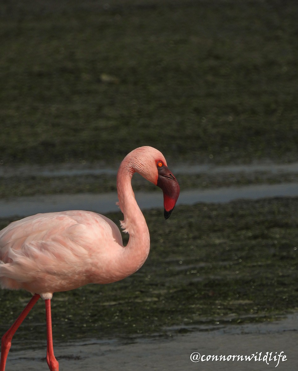Lesser Flamingo - ML638211756