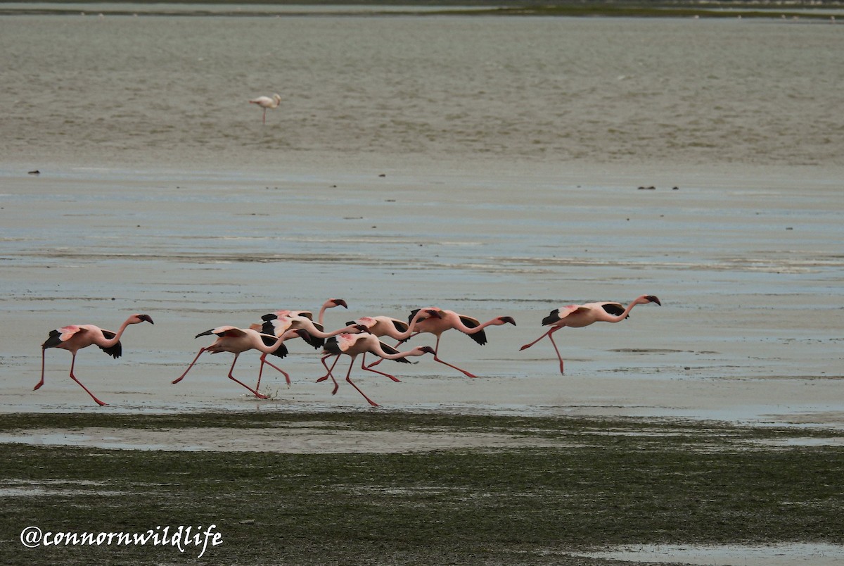Lesser Flamingo - ML638211757