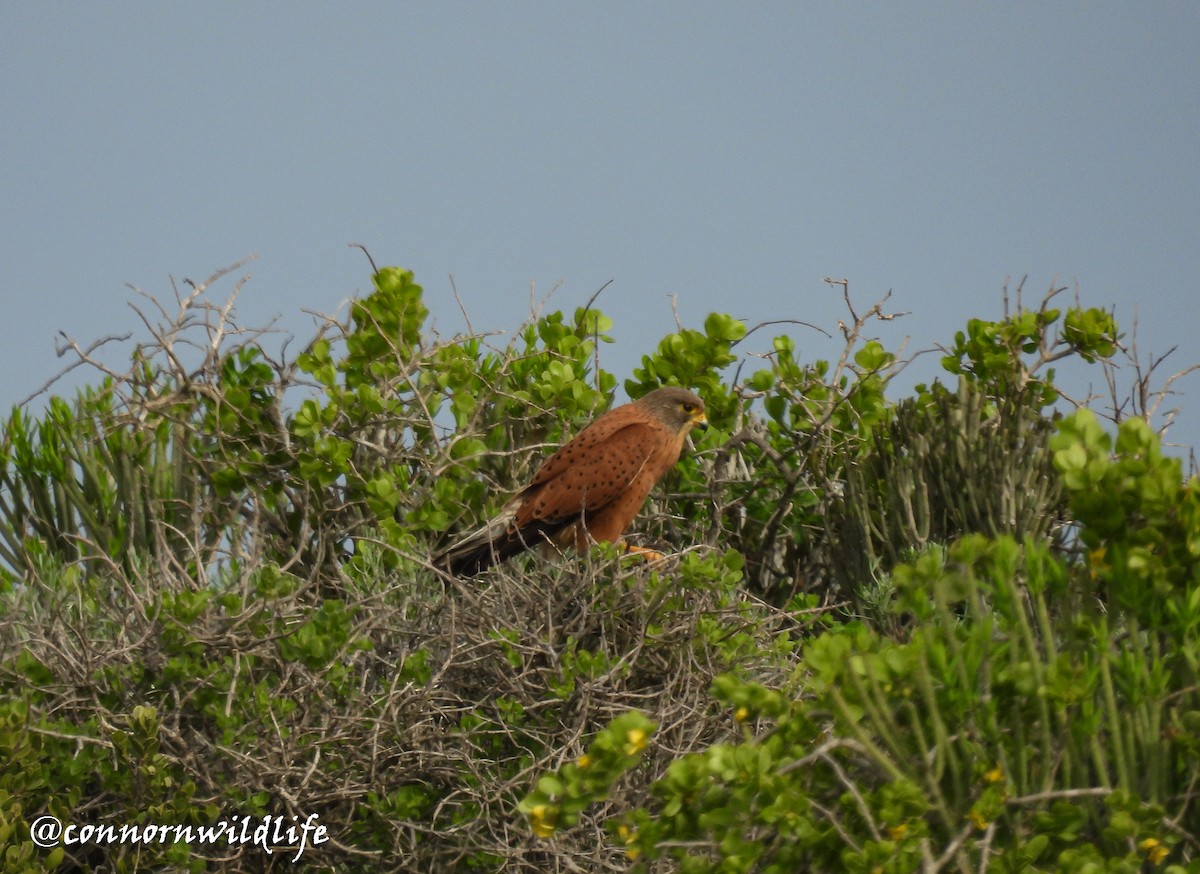 Rock Kestrel - ML638211762