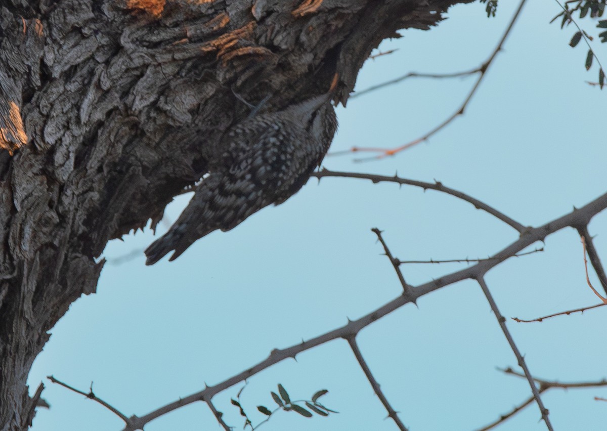 Indian Spotted Creeper - ML638211780