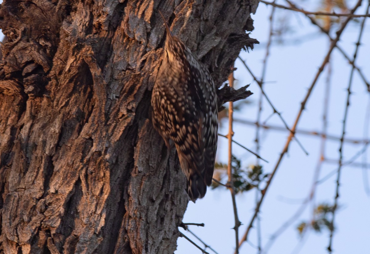 Indian Spotted Creeper - ML638211781