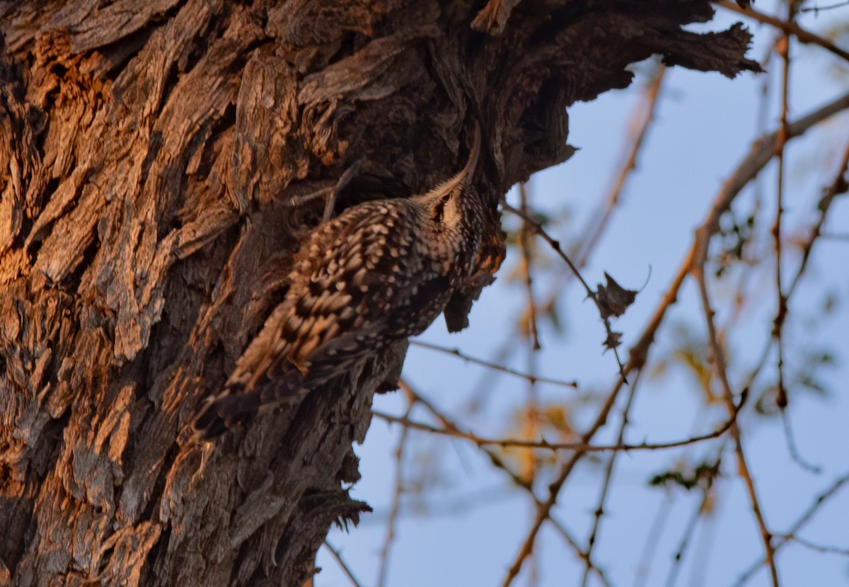 Indian Spotted Creeper - ML638211782