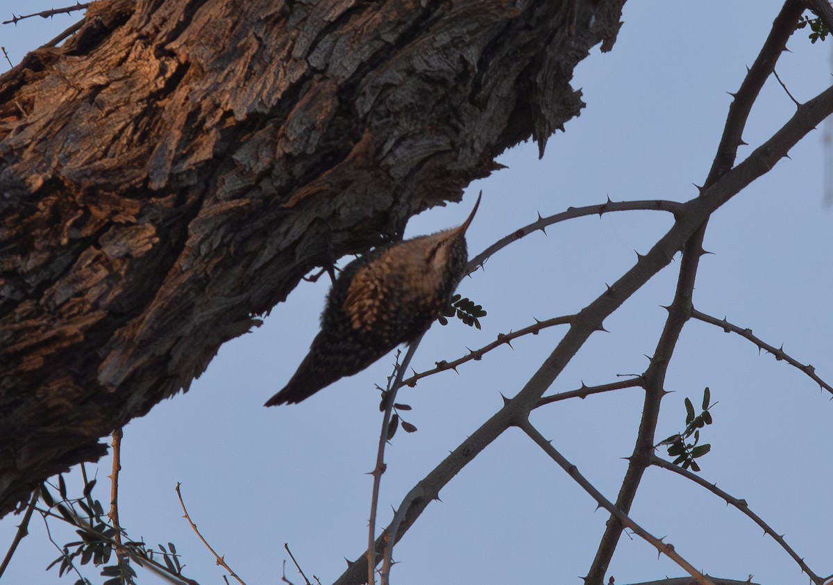 Indian Spotted Creeper - ML638211783