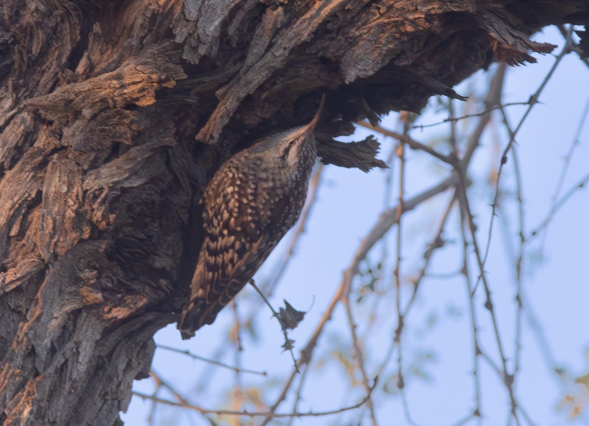 Indian Spotted Creeper - ML638211785