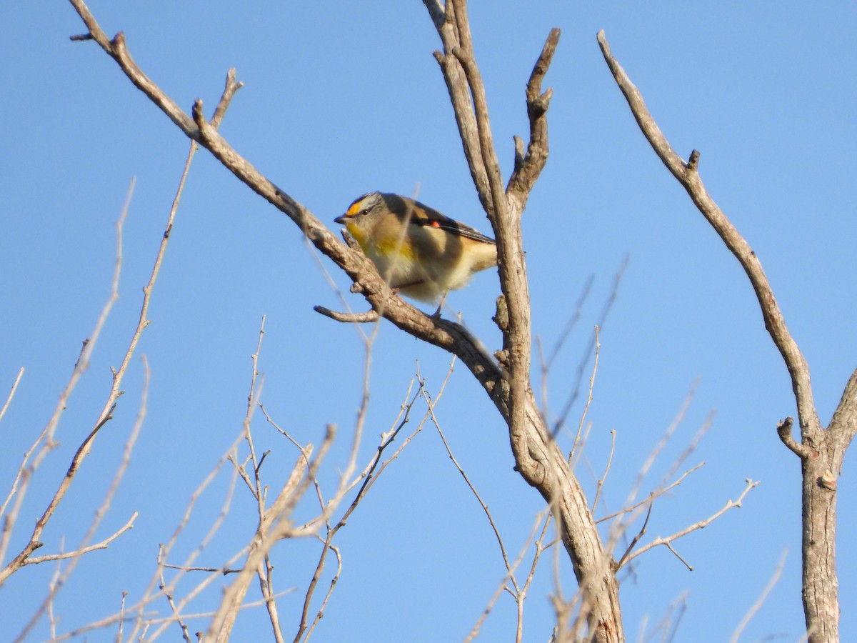 Striated Pardalote - ML638211793