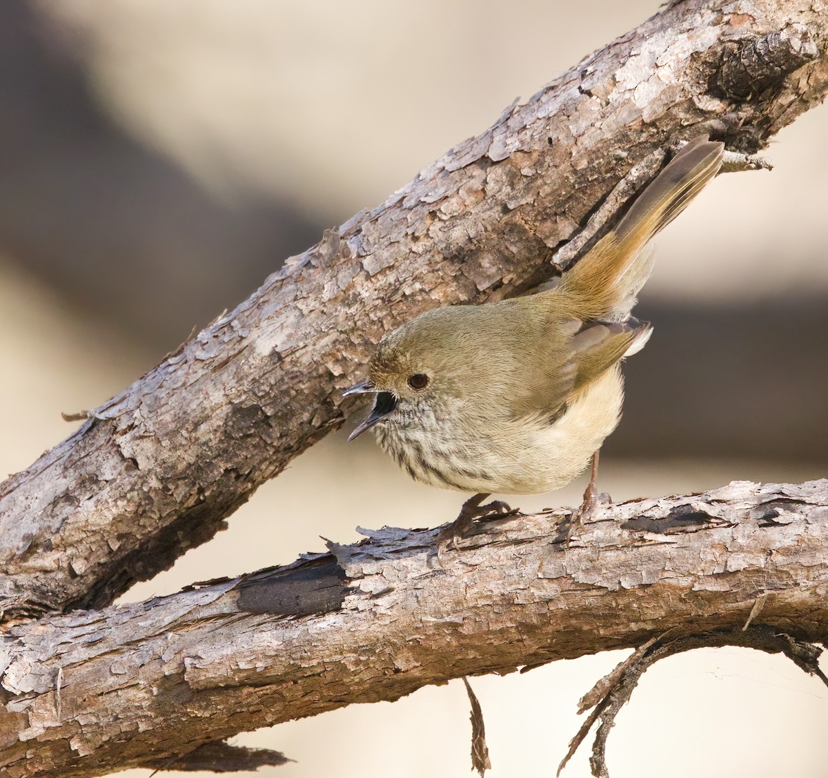Brown Thornbill - ML638211832
