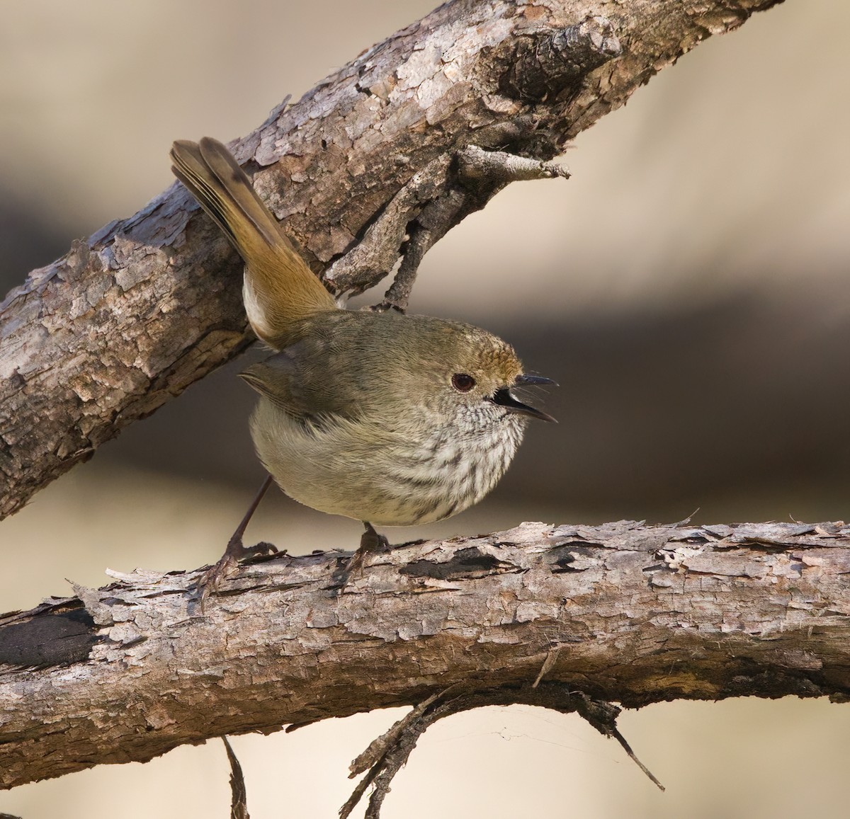 Brown Thornbill - ML638211833