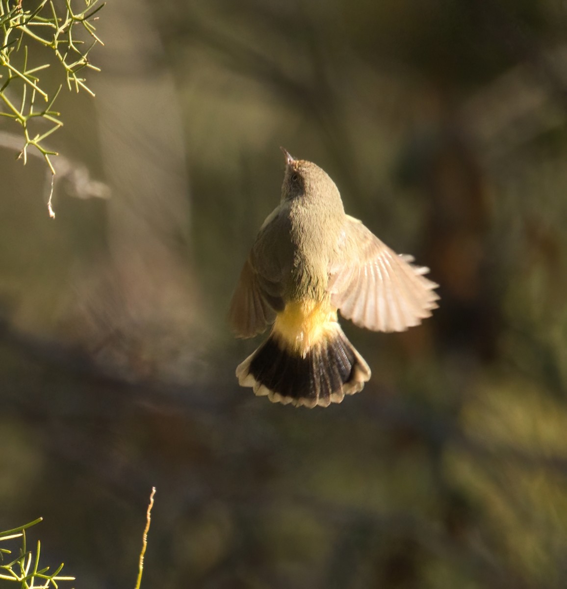 Buff-rumped Thornbill - ML638211836
