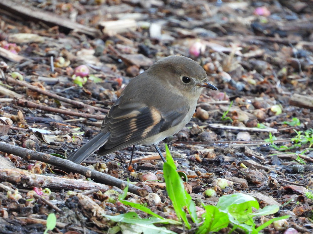 Pink Robin - ML638211839