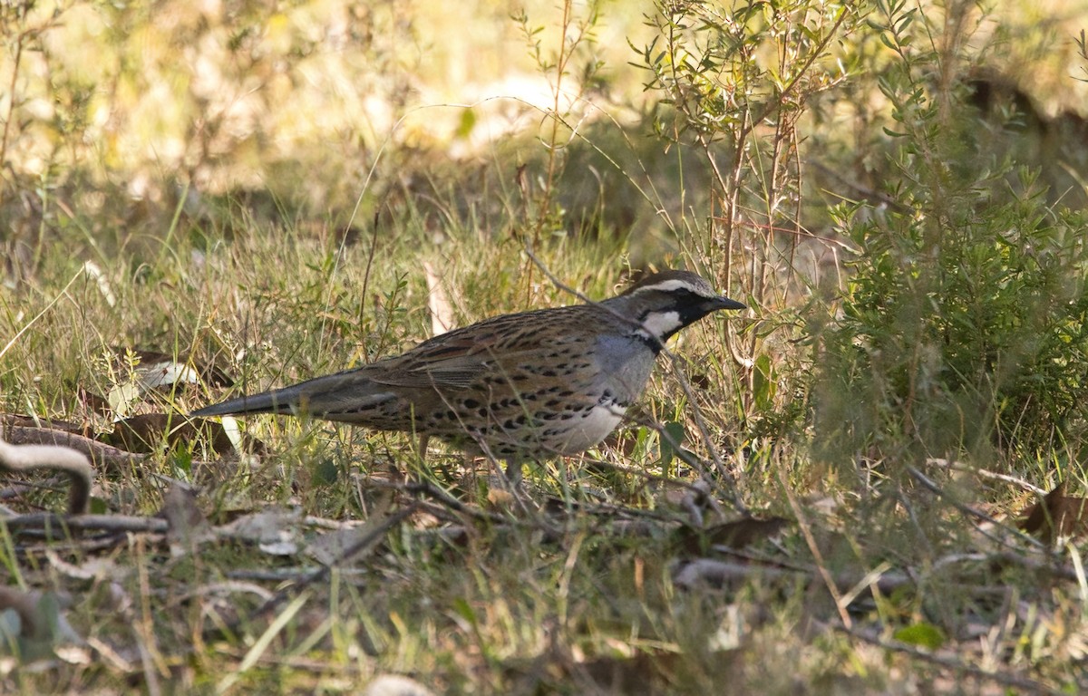 Spotted Quail-thrush - ML638211843
