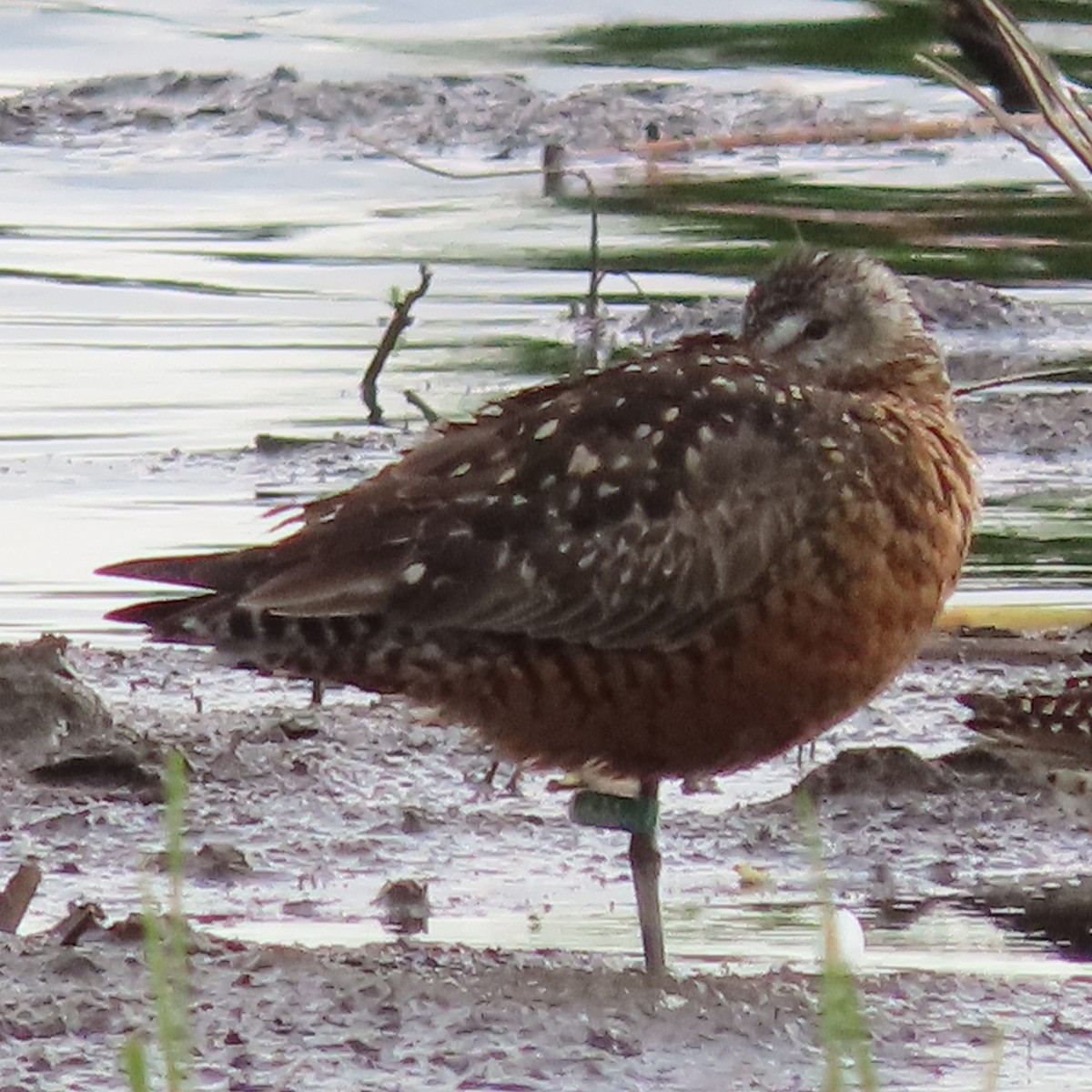 Hudsonian Godwit - ML638211870