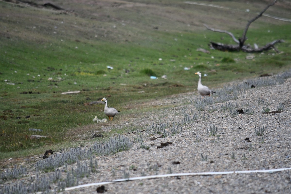 Bar-headed Goose - ML638211872