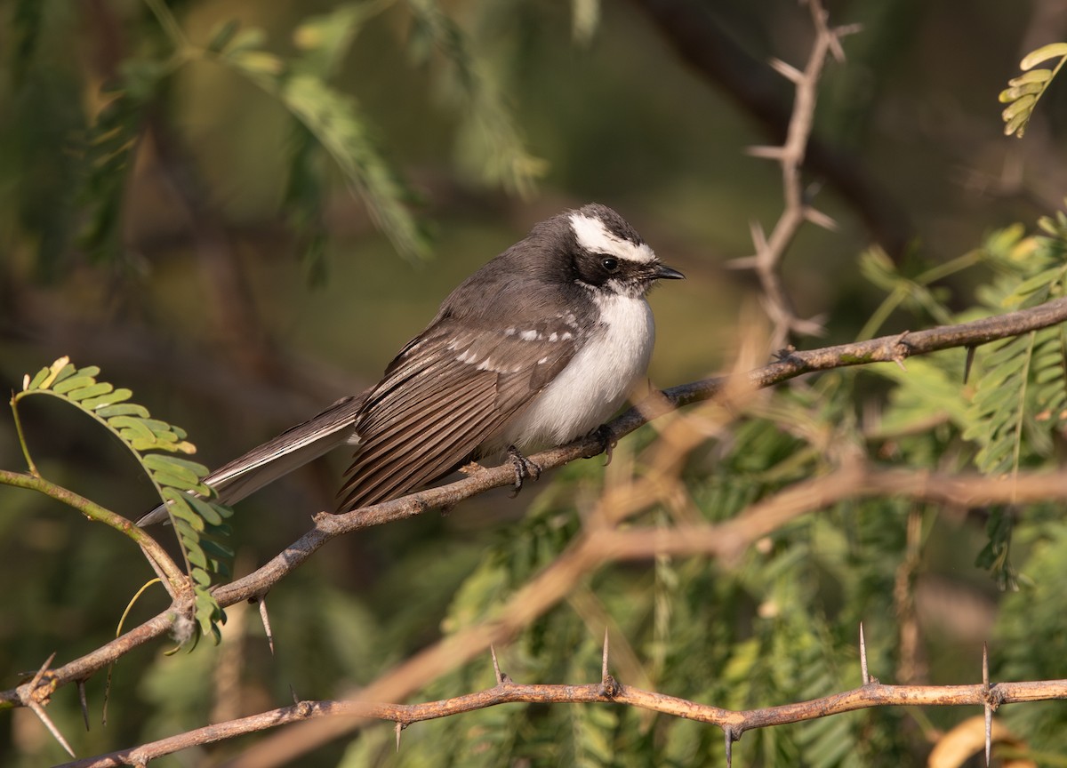 White-browed Fantail - ML638211874