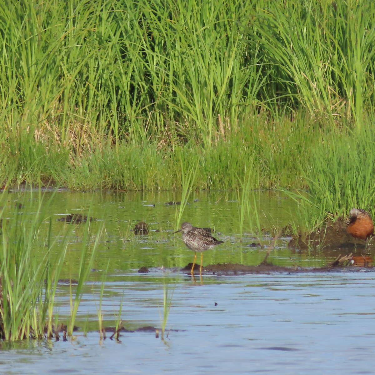 Lesser Yellowlegs - ML638211879