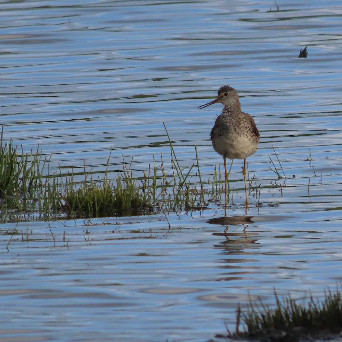 Lesser Yellowlegs - ML638211883