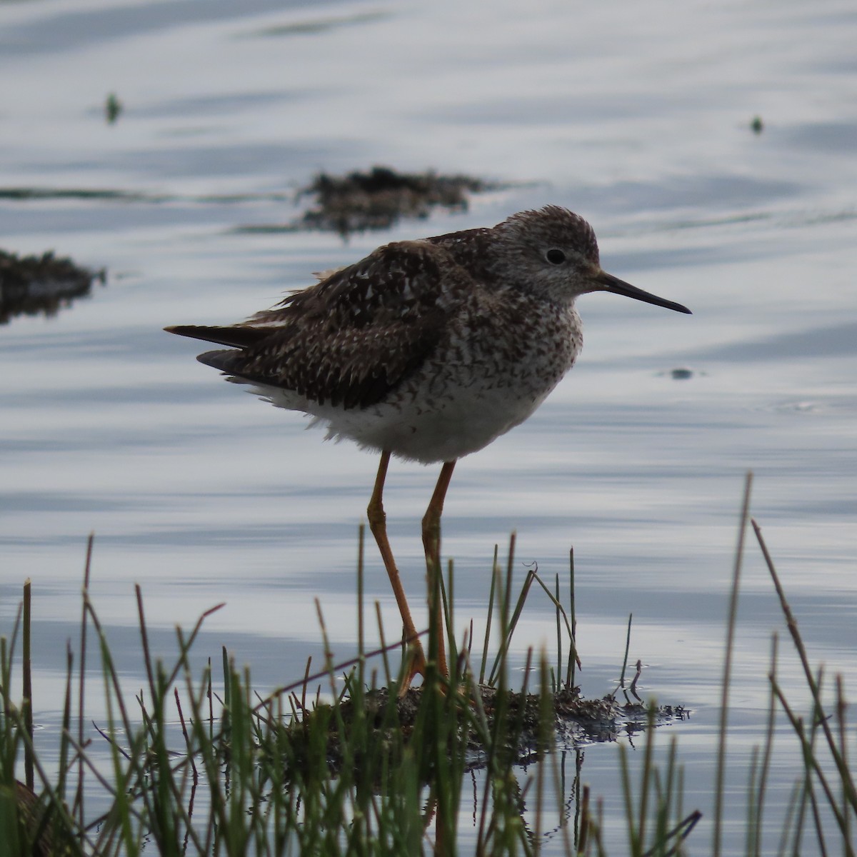 Lesser Yellowlegs - ML638211885