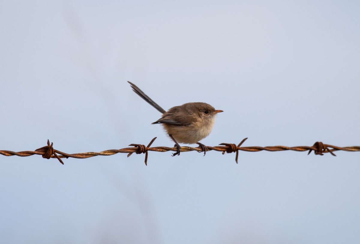 White-winged Fairywren - ML638211898