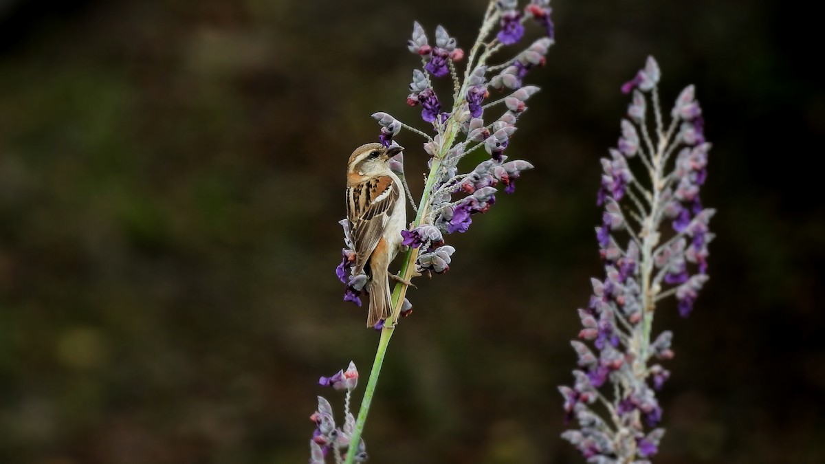Russet Sparrow - ML638211905