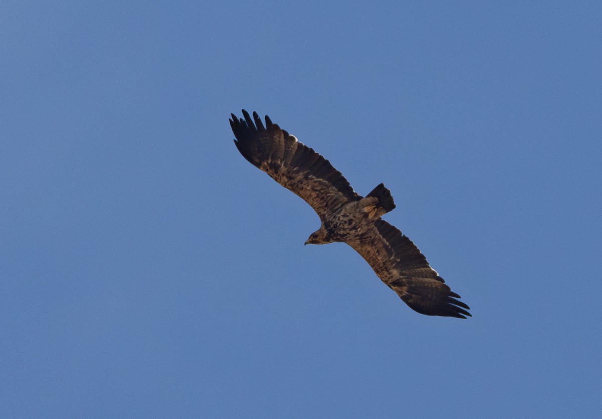 Imperial Eagle - ML638211960